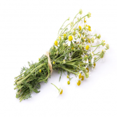 German Chamomile Seeds