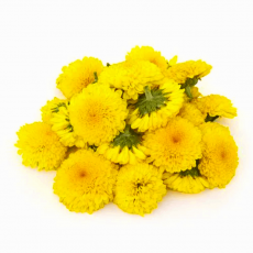 Chrysanthemum/Shevanti Flower