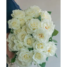 White Escimo Rose