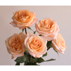 Peach Tiffany Rose